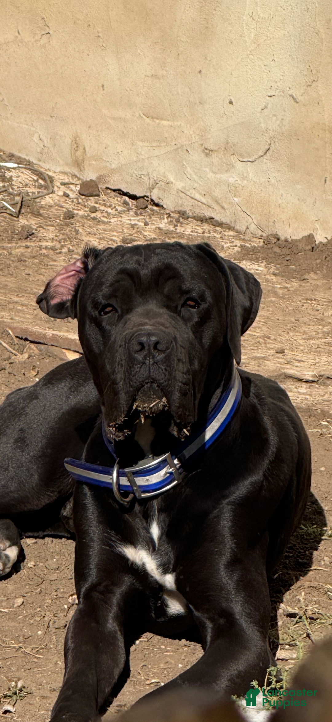 Cane Corso dogs for sale: Cane Corso Puppy 5 - Ad 8