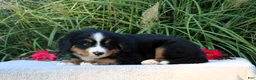 Bernese Mountain Dog dogs for sale: Laura AKC - Ad 6