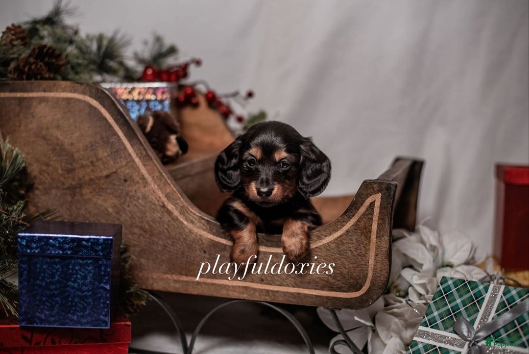 Miniature Dachshund dogs for sale: Red Collar Black & Tan Dachshund Puppy - Ad 6