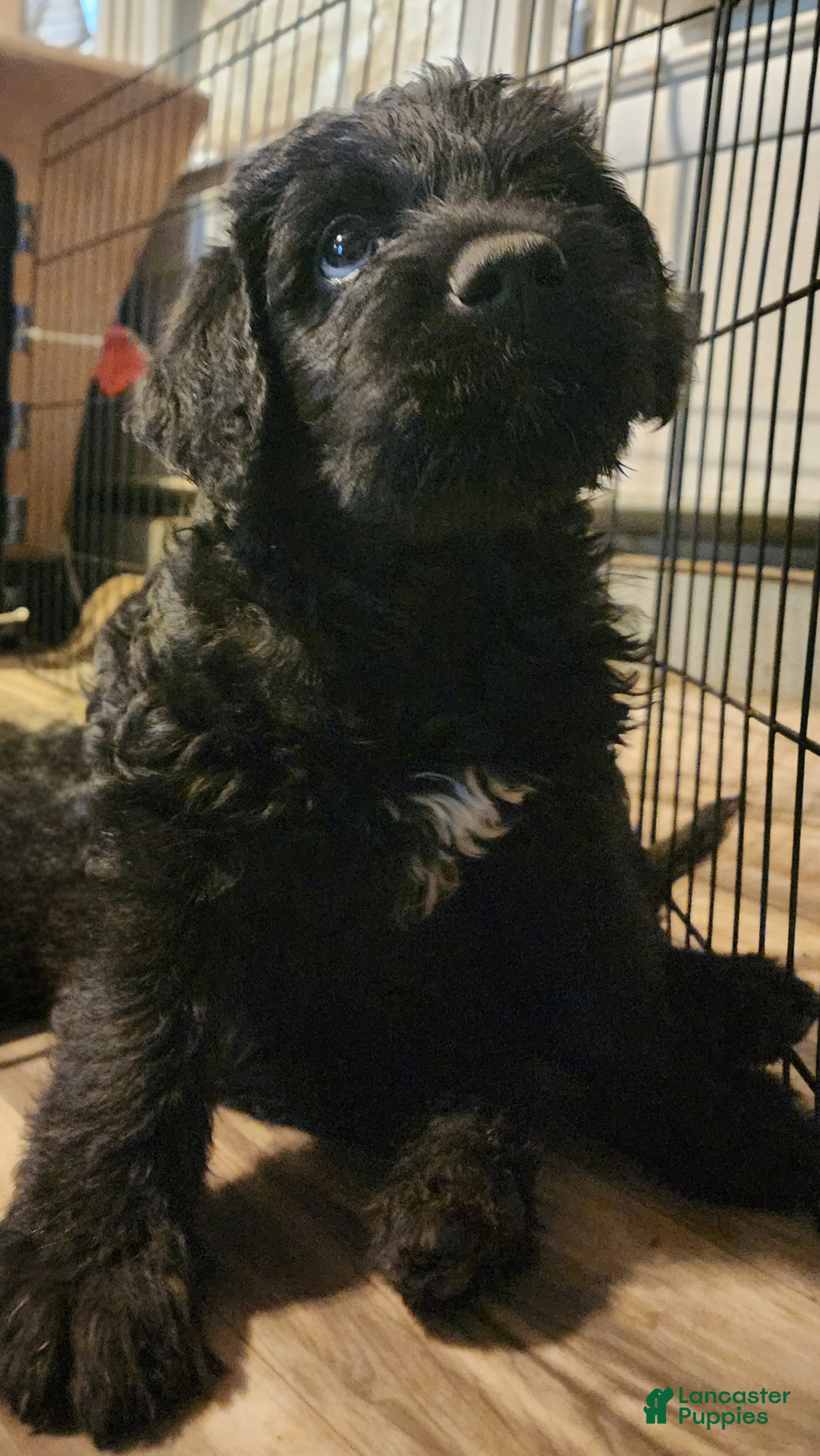 Labradoodle dogs Labradoodle 1 male - Ad 1