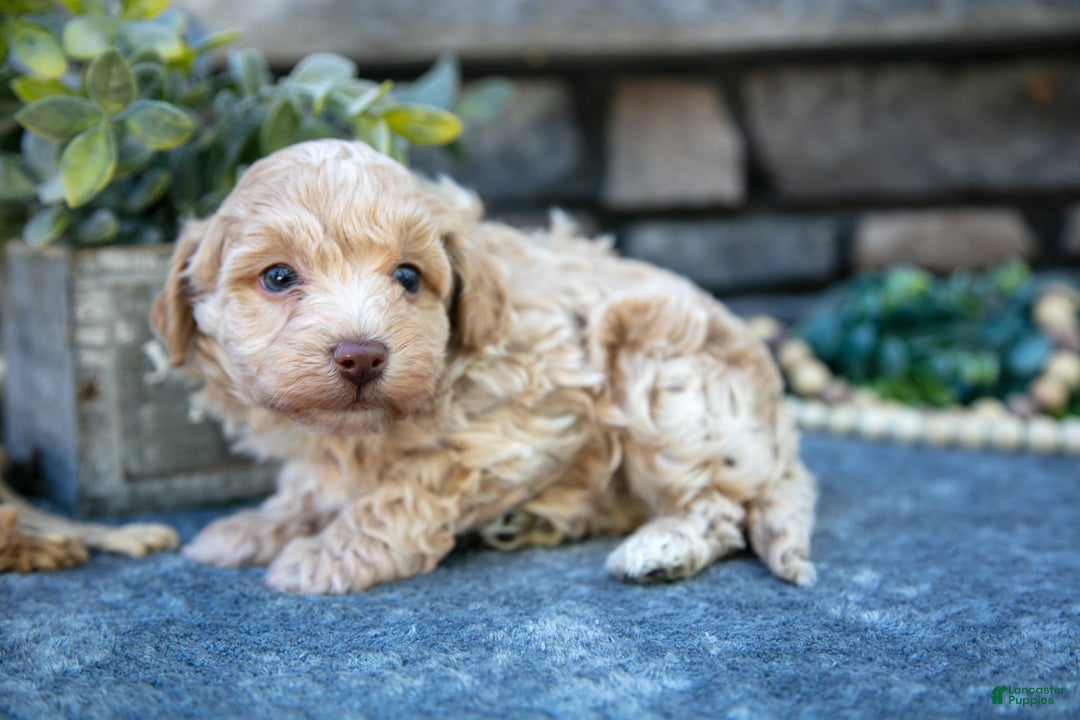 Havapoo dogs for sale: Silas - Ad 3