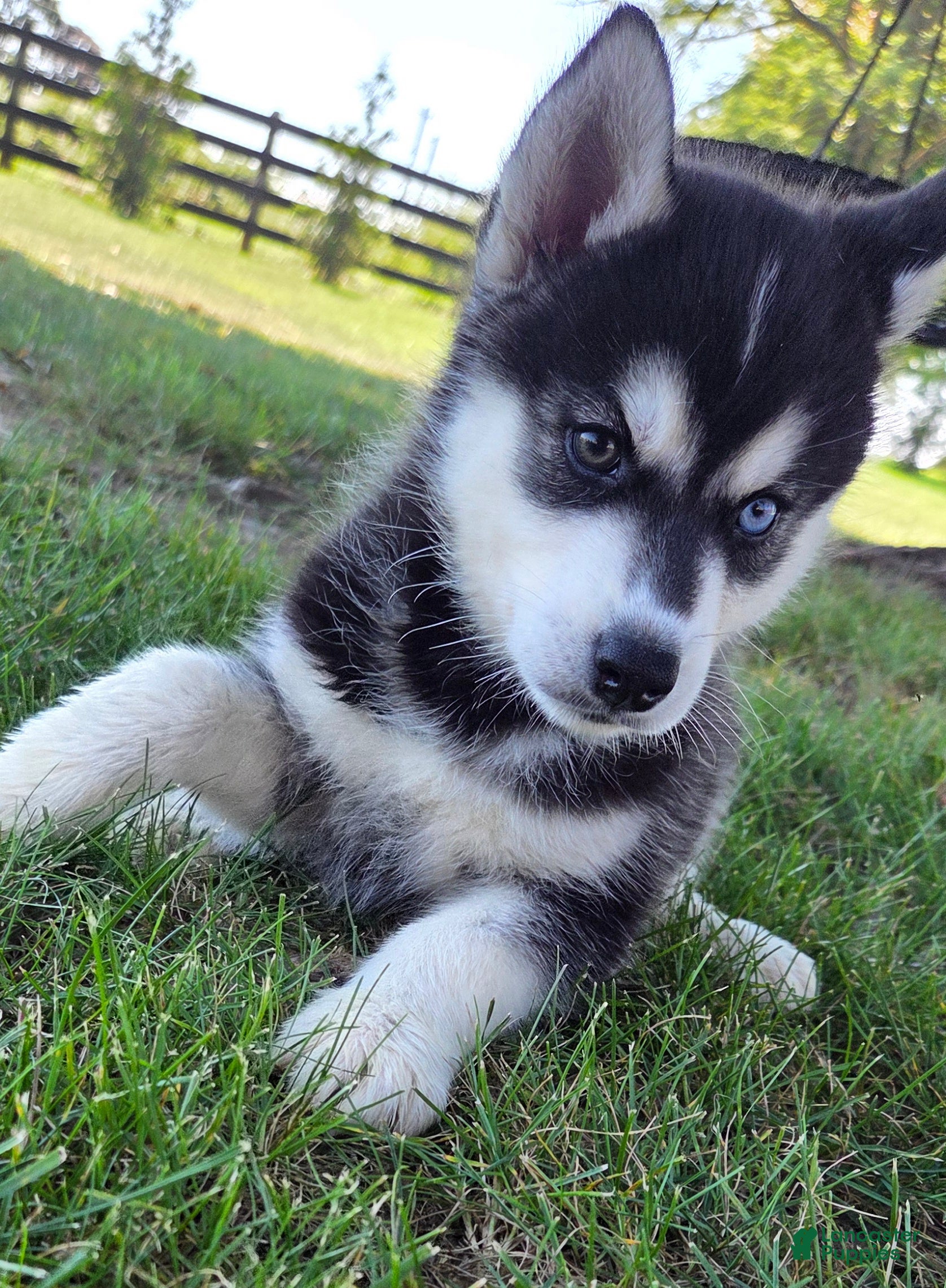 Siberian Husky dogs Gage - Ad 1