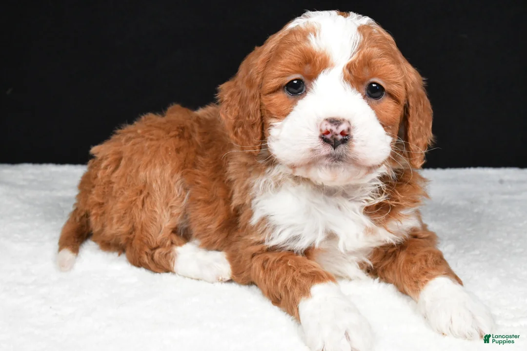Mini Goldendoodle dogs for sale: Bentley - Ad 9
