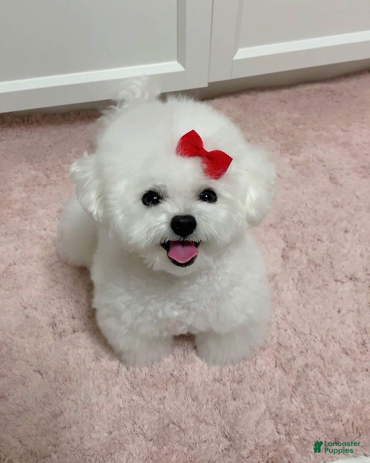 Bichon Frise dogs Ruby (Female) - 9 Weeks Old - Ad 2