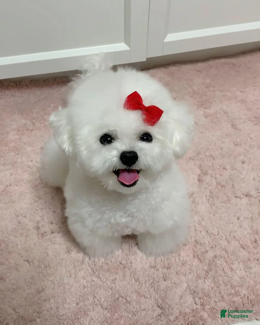 Bichon Frise dogs for sale: Ruby (Female) - 9 Weeks Old - Ad 2
