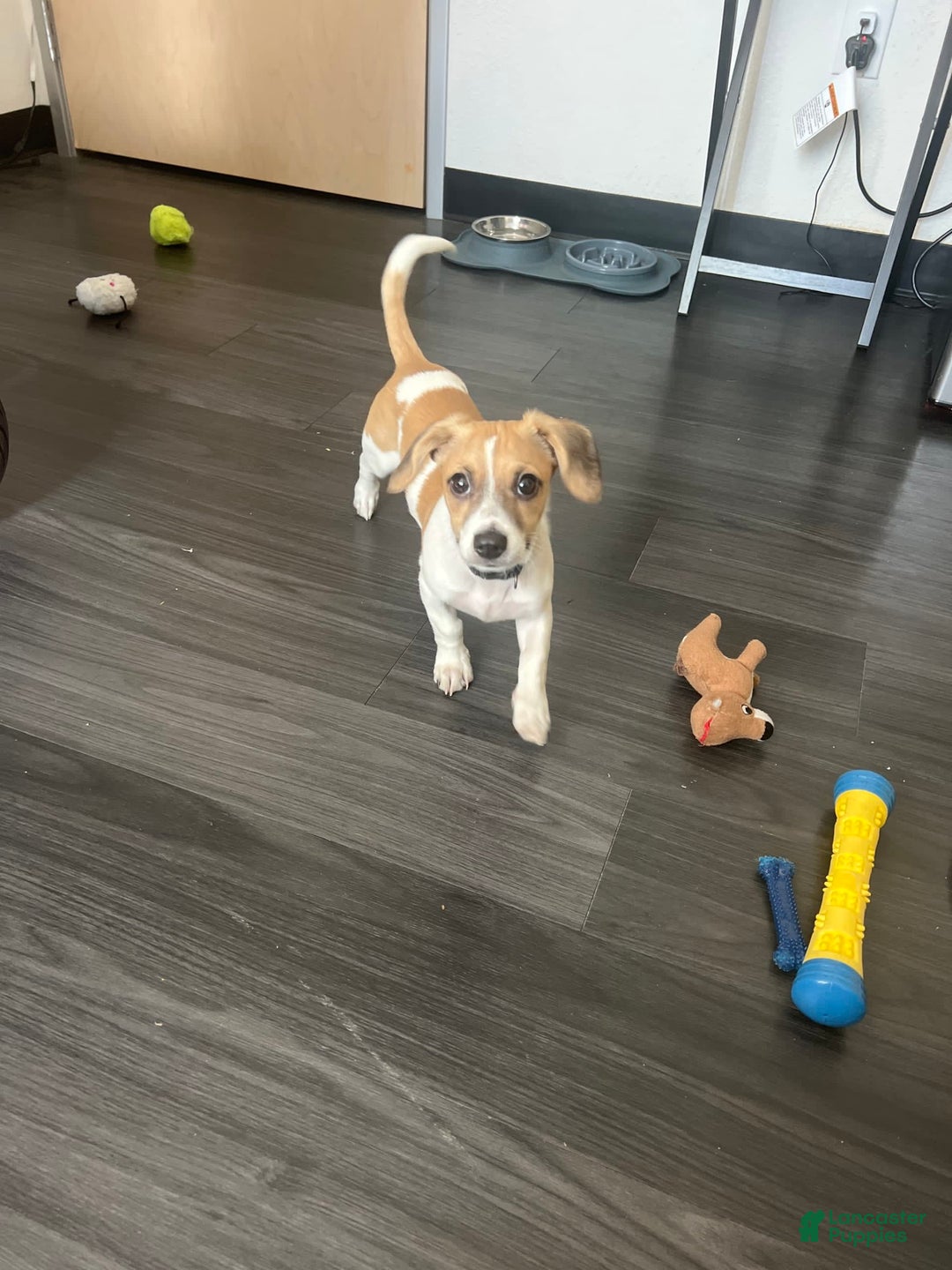 Gallery Image {{count}}