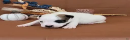 Jack Russell Terrier dogs for sale: Nash purebred JRT  - Ad 3