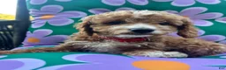 Cavapoochon dogs for sale: 💜 Purple Sunset - Ad 5