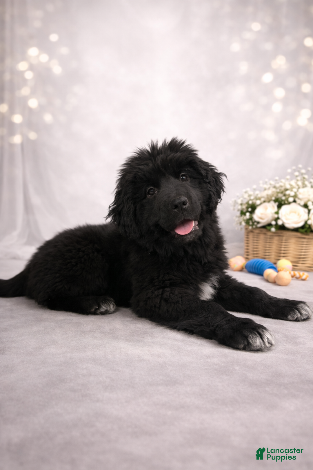 Newfoundland dogs for sale: Noel - Ad 1