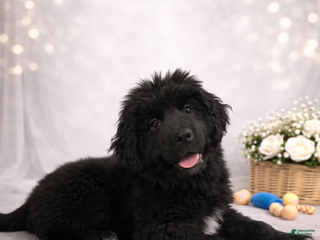 Newfoundland dogs Noel - Ad 27