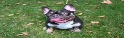 French Bulldog dogs for sale: French Bulldog (green collar) - Ad 10