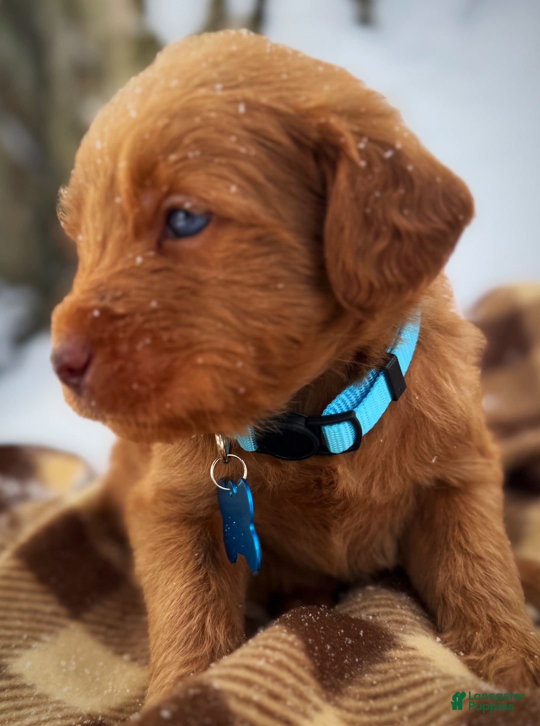 Labradoodle dogs for sale: Labradoodle Puppy 1 - Ad 14