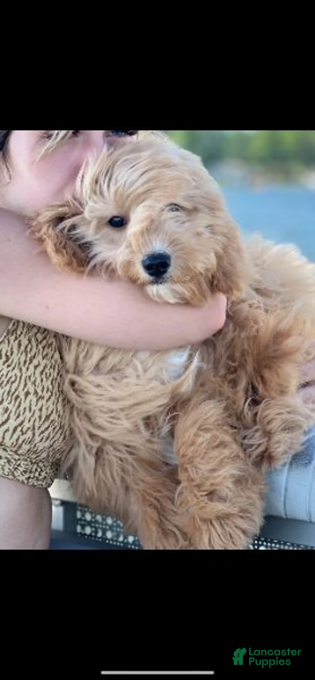 Mini Goldendoodle dogs for sale: Chloe - Ad 2