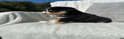 Mixed Breed dogs for sale: Mixed Breed 3 - Ad 5