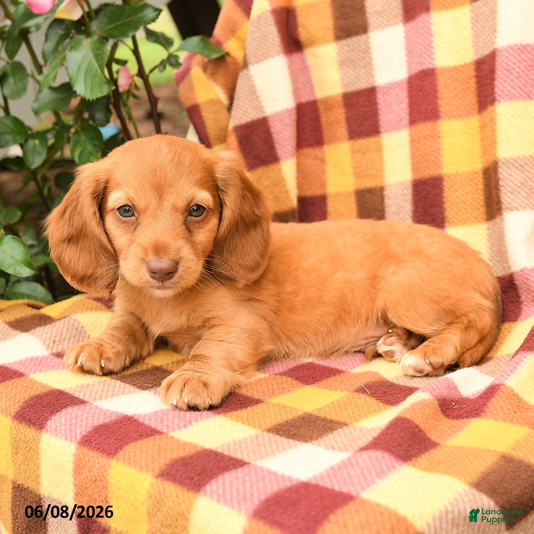 Miniature Dachshund dogs Wiggles - Ad 2
