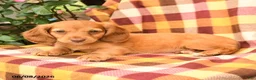 Miniature Dachshund dogs for sale: Wiggles - Ad 2