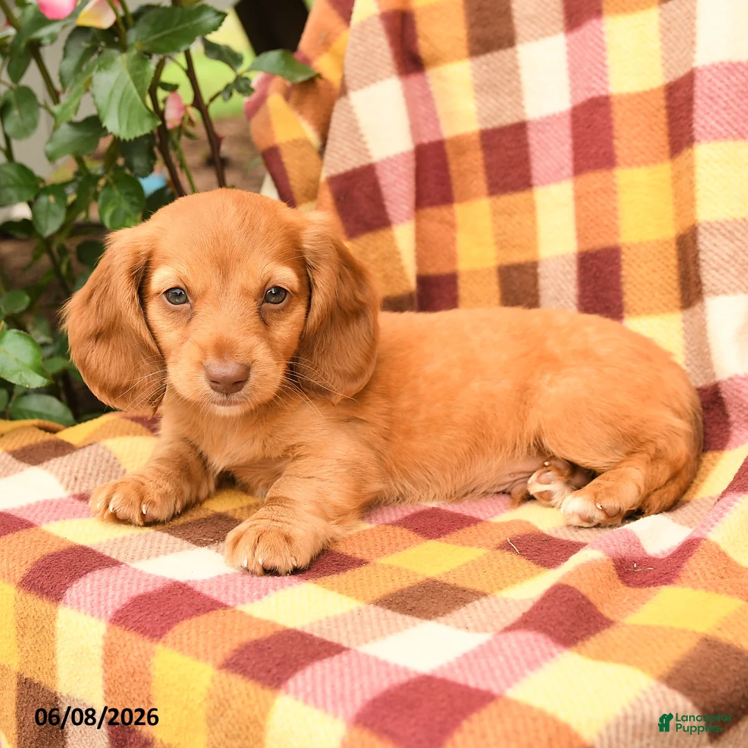 Miniature Dachshund dogs for sale: Wiggles - Ad 2
