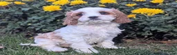 Cavapoo dogs for sale: Mr Benny - Ad 20