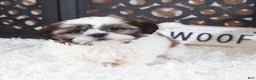 Shih Tzu dogs for sale: Shih Tzu Puppy Elsie - Ad 1