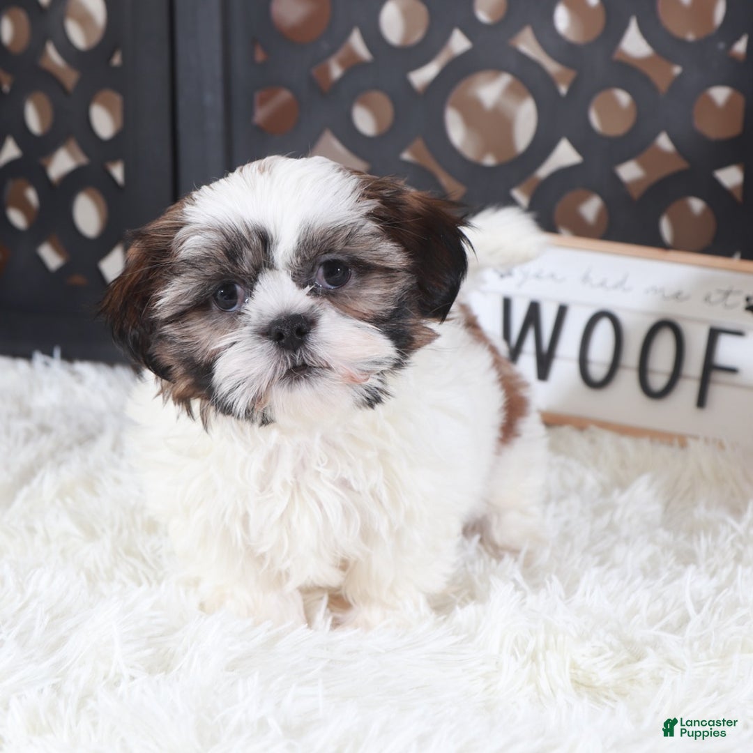Shih Tzu dogs for sale: Shih Tzu Puppy Elsie - Ad 1