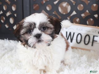 Shih Tzu dogs Shih Tzu Puppy Elsie - Ad 18