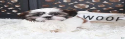 Shih Tzu dogs for sale: Shih Tzu Puppy Elsie - Ad 1
