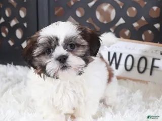 Shih Tzu dogs Shih Tzu Puppy Elsie - Ad 2