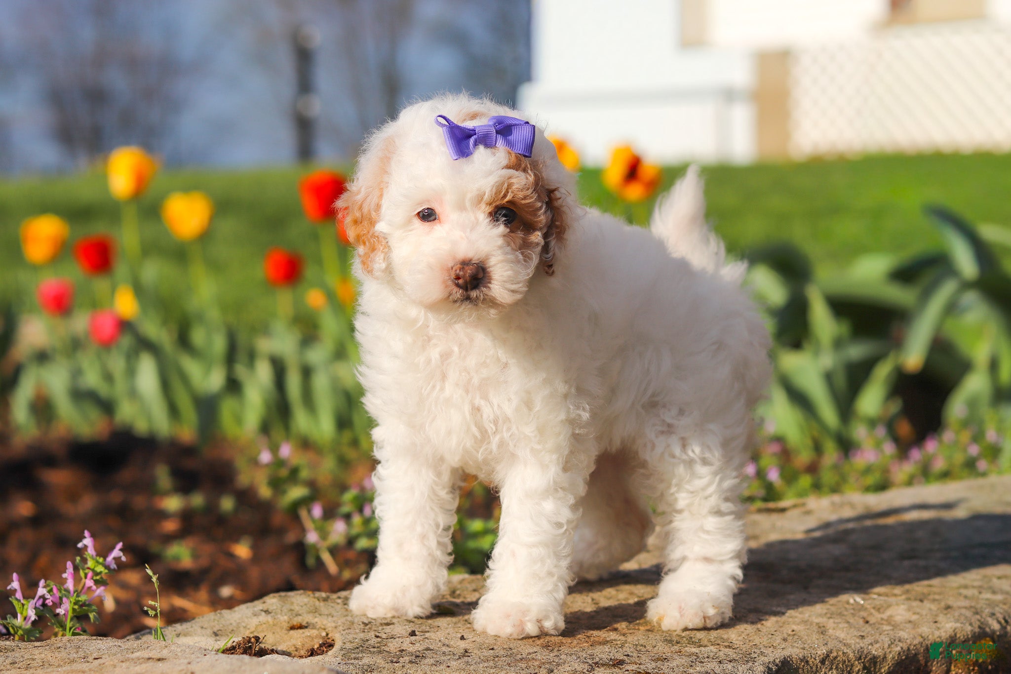 Miniature Poodle dogs Cheyenne - Ad 1