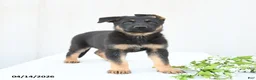 German Shepherd dogs for sale: Daisy - Ad 3