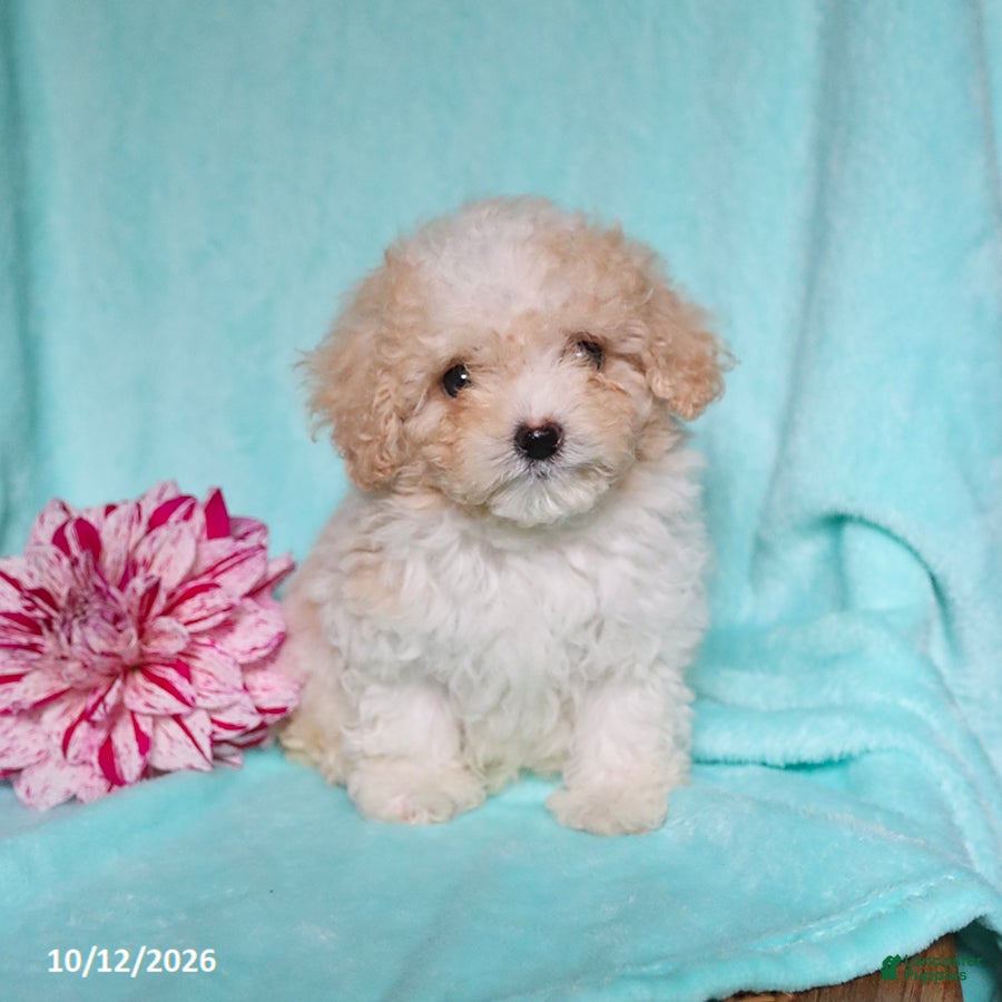 Mixed Breed dogs for sale: Patches - Ad 1