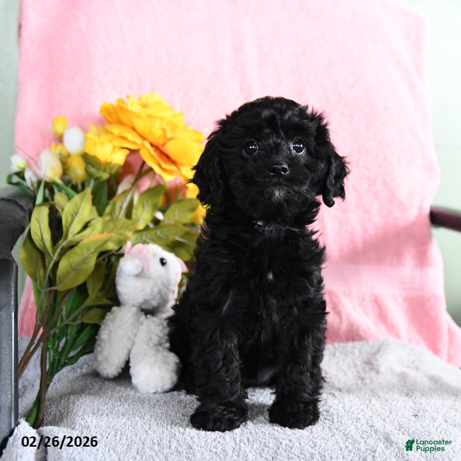 Mixed Breed dogs Wendy - Ad 2