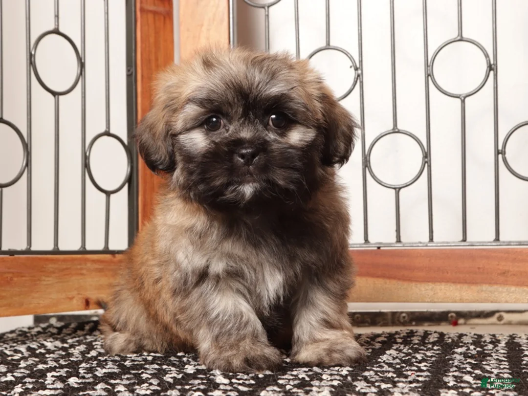 Teddy Bear dogs for sale: Loki Brindle Male Teddy Bear  - Ad 2