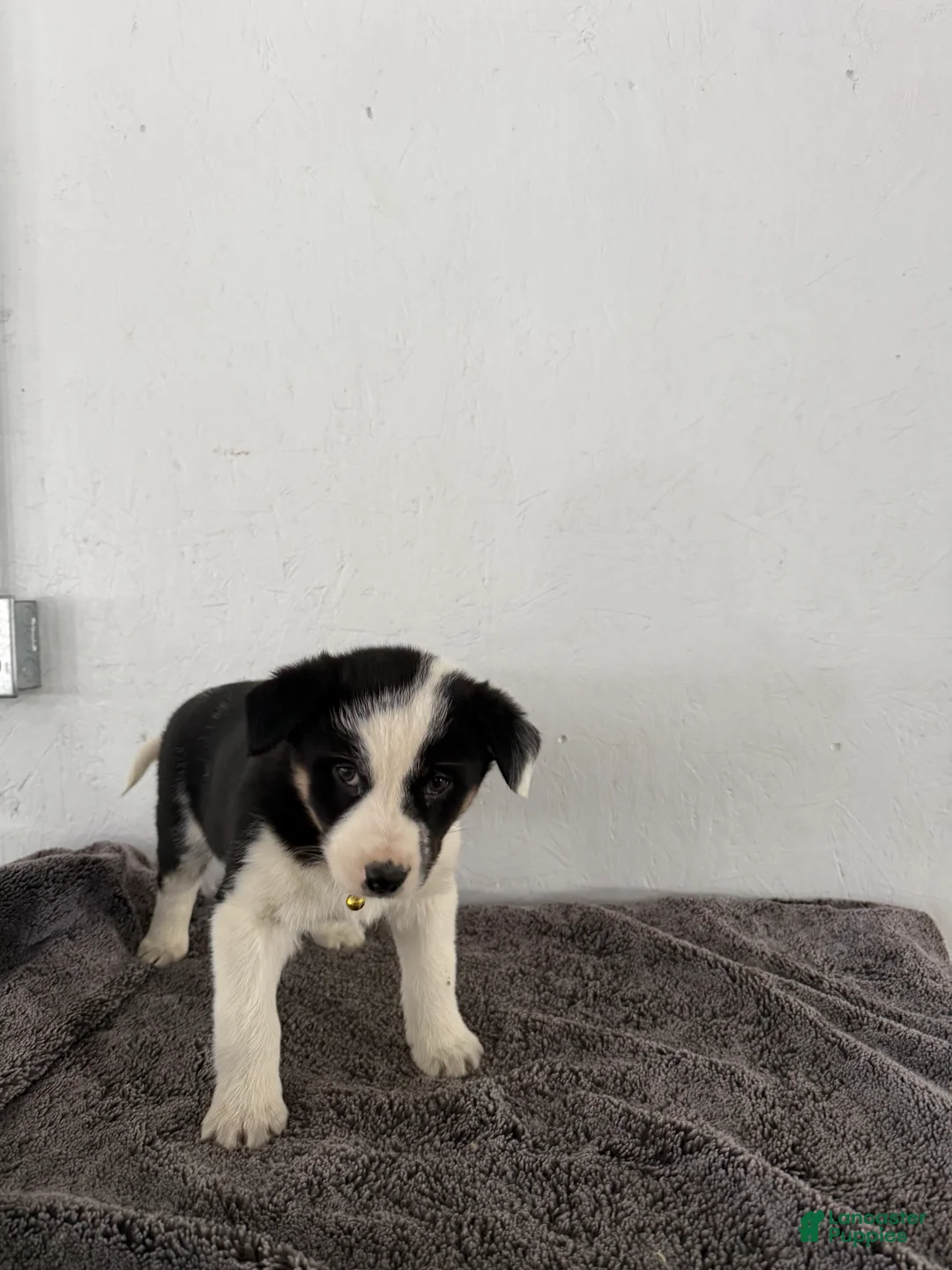 Mixed Breed dogs for sale: Panda - Ad 2