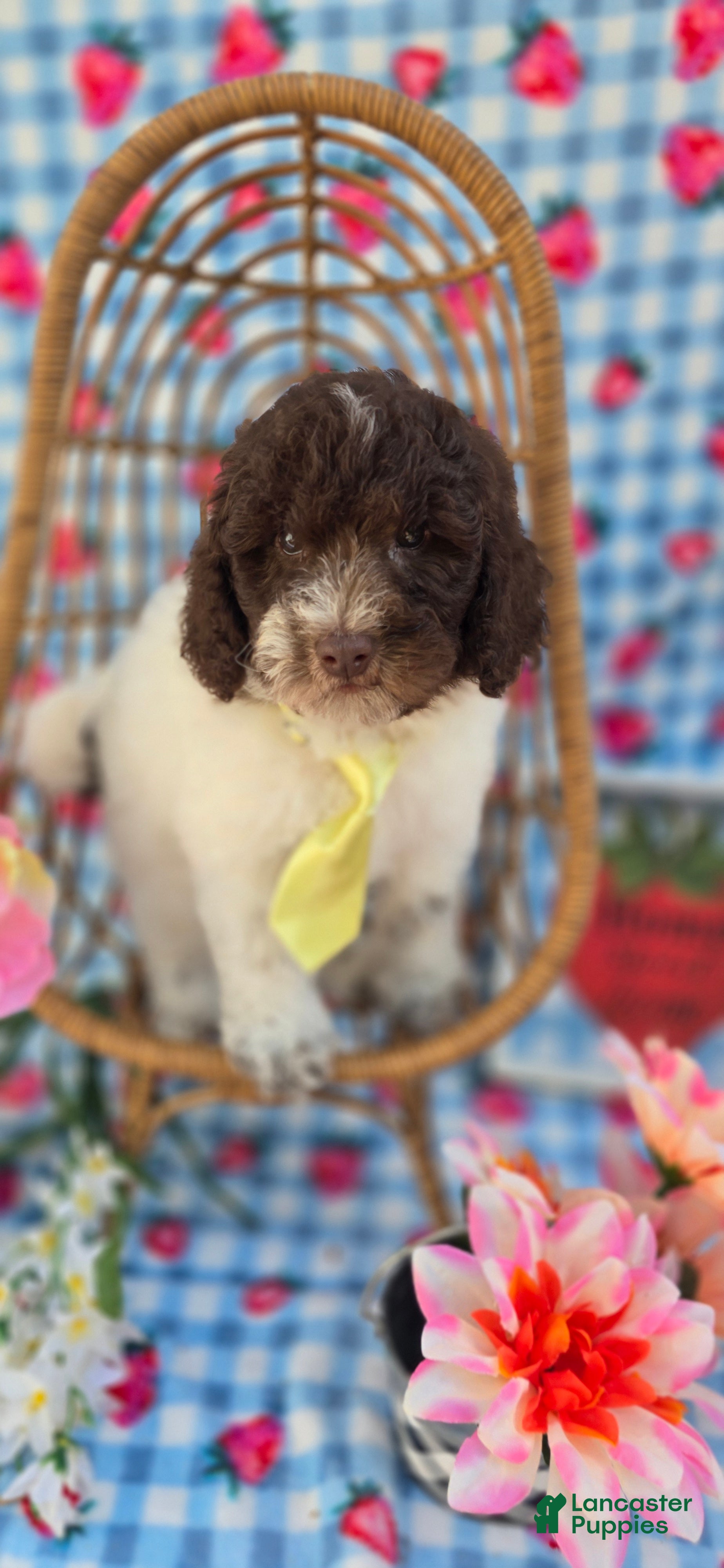 Mini Goldendoodle dogs Chex - Ad 23