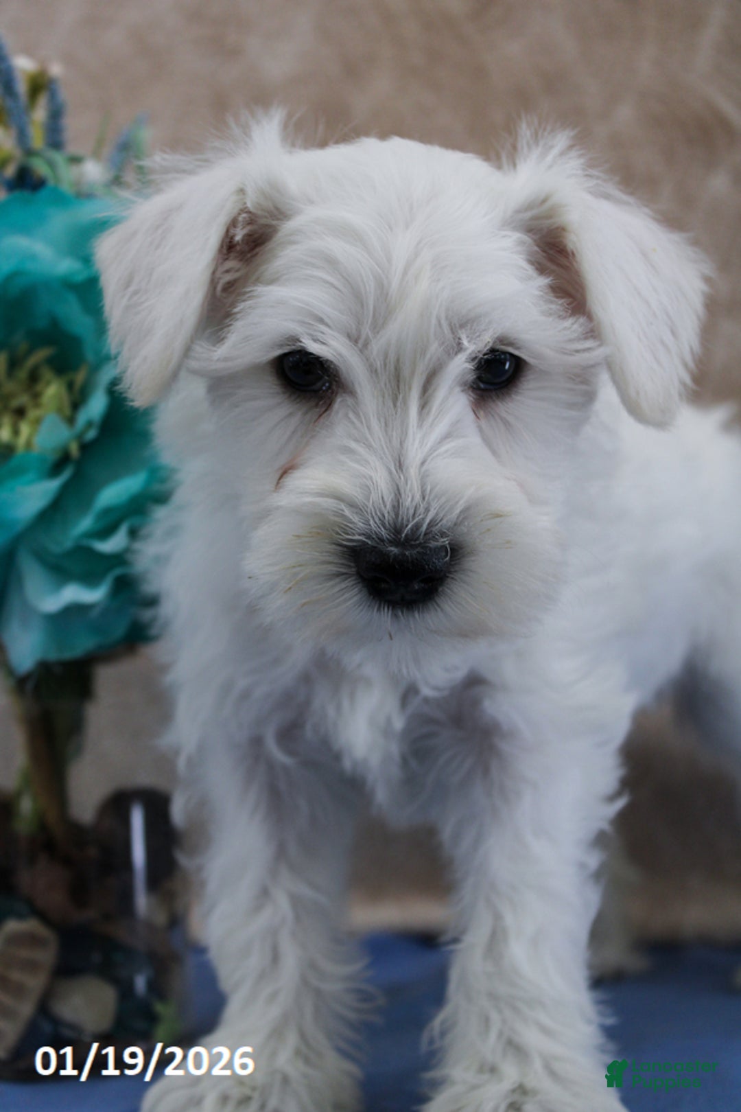 Miniature Schnauzer dogs for sale: Queenie - Ad 3