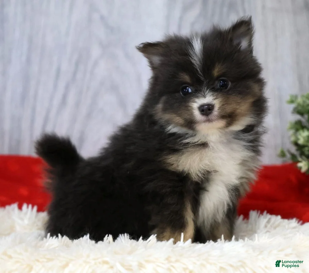 Pomeranian dogs for sale: Colt - Ad 1
