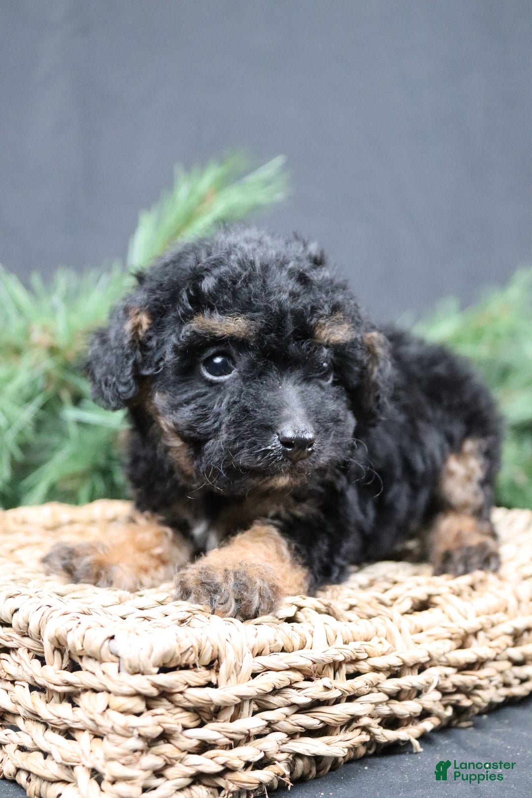 Cavapoo dogs for sale: Frosty - Ad 3