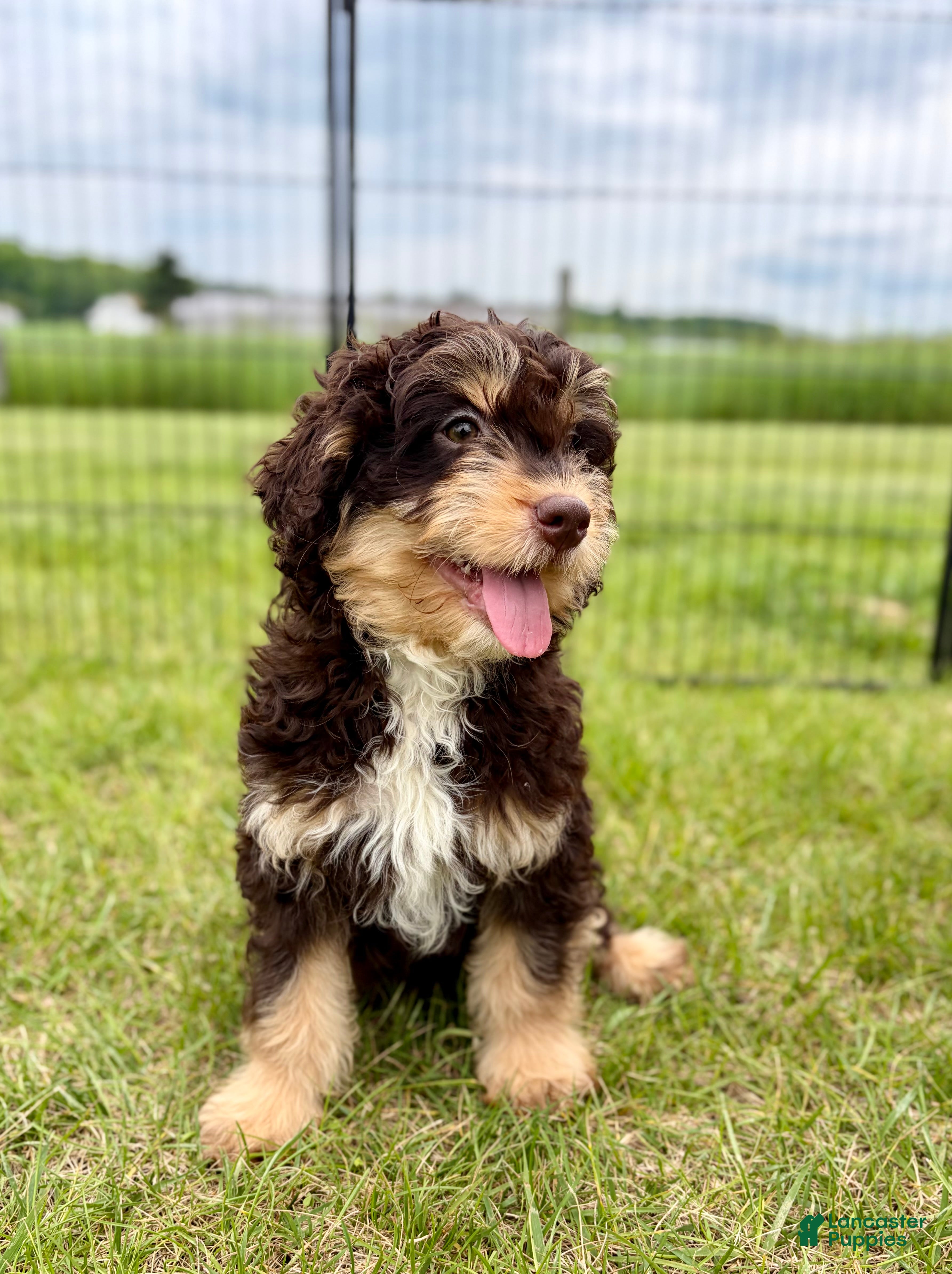 Mini Goldendoodle dogs Hank - Ad 2