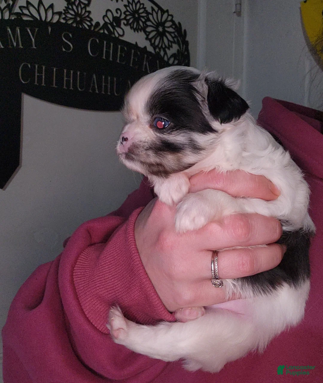 Chihuahua dogs for sale: Rosie - Ad 3