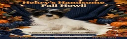 Morkie dogs for sale: Henry - Ad 1