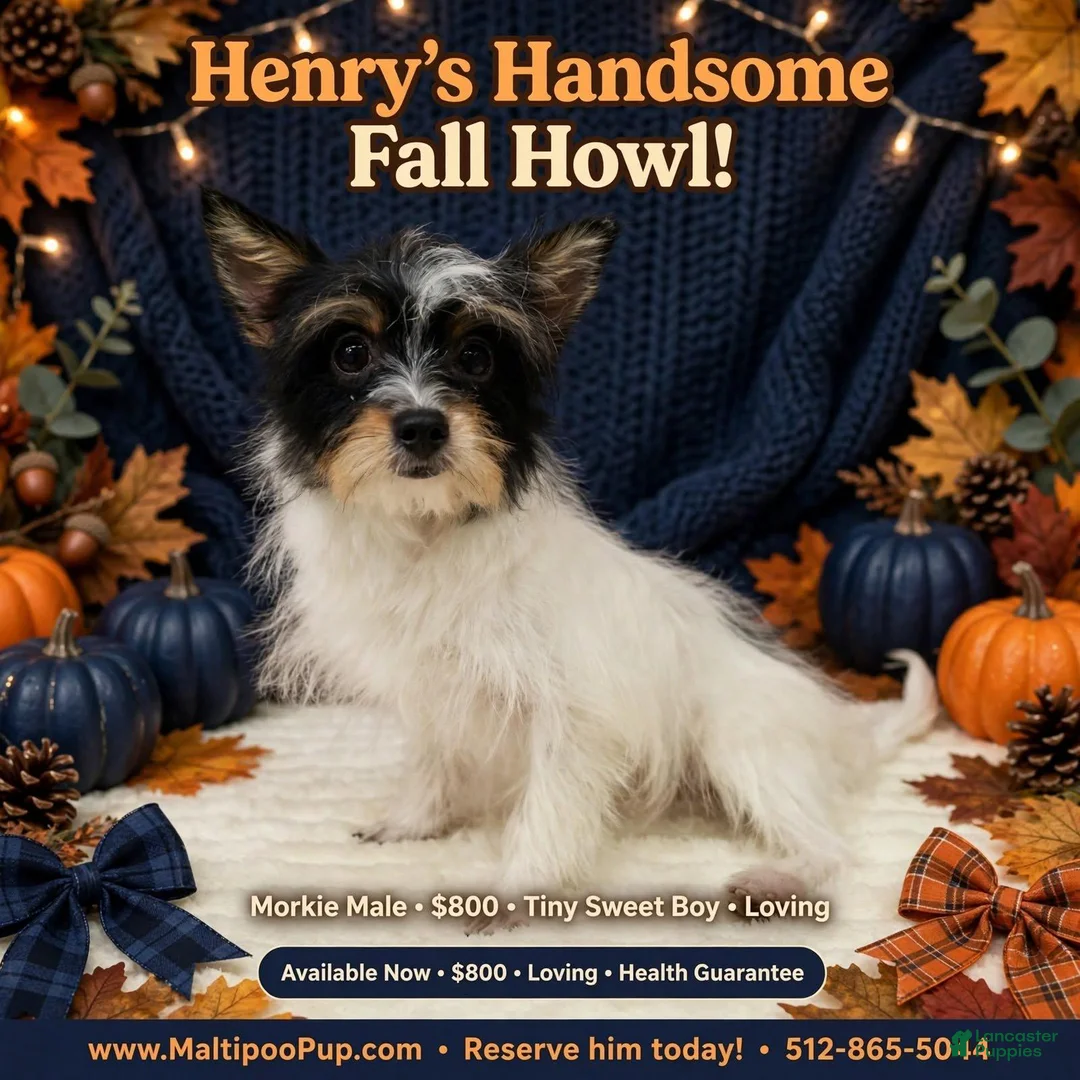 Morkie dogs for sale: Henry - Ad 1