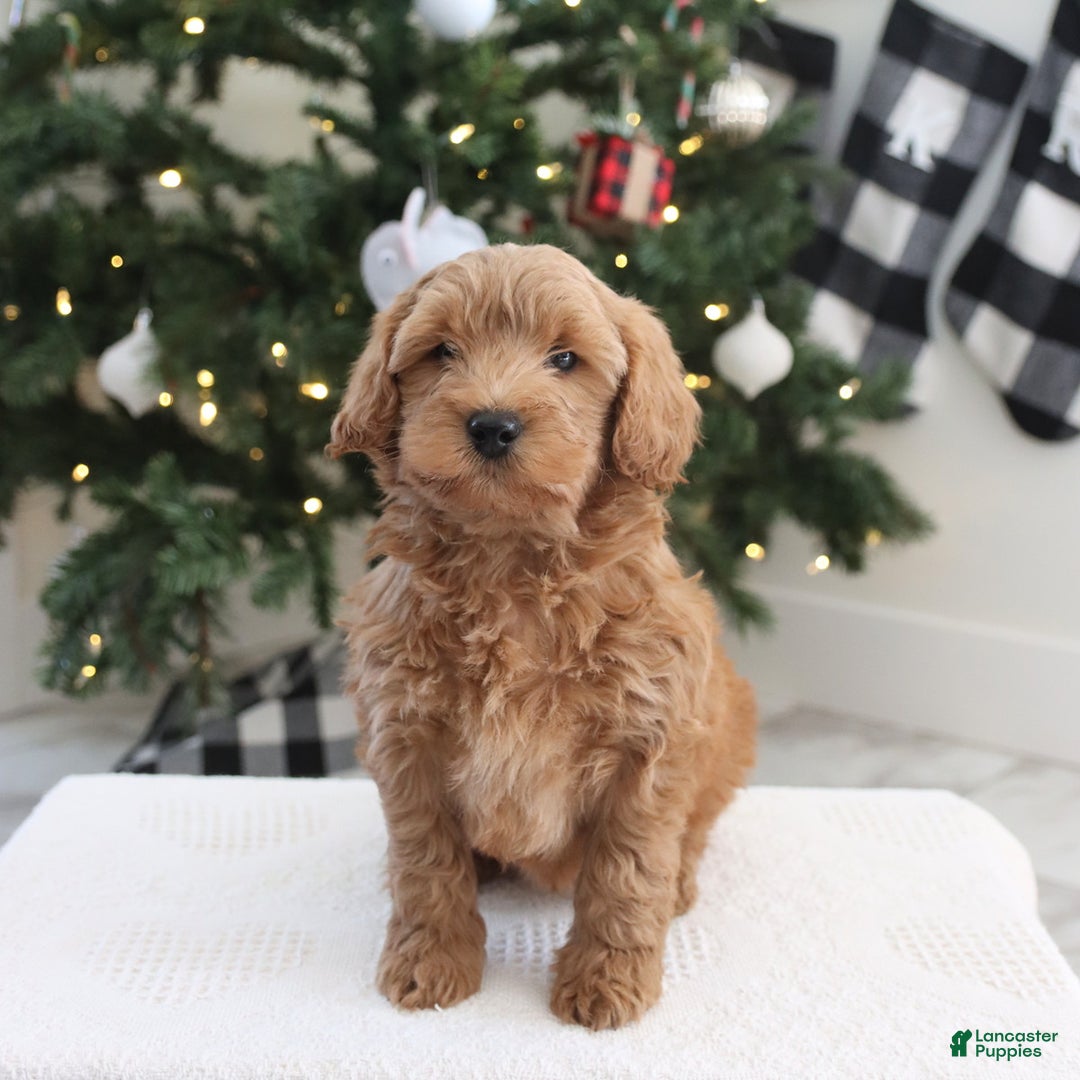 Cockapoo dogs for sale: Nash - Ad 2