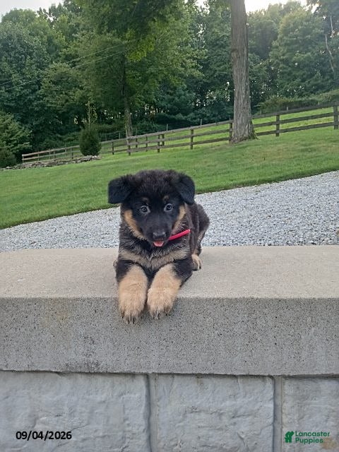 German Shepherd dogs for sale: Molly - Ad 1