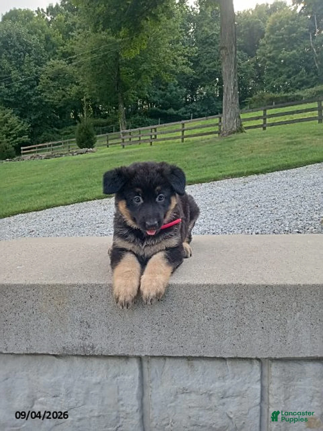 German Shepherd dogs for sale: Molly - Ad 1