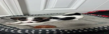 Ace