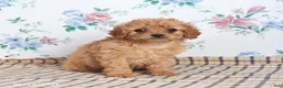 Cavapoo dogs for sale: Pibbles - Ad 3