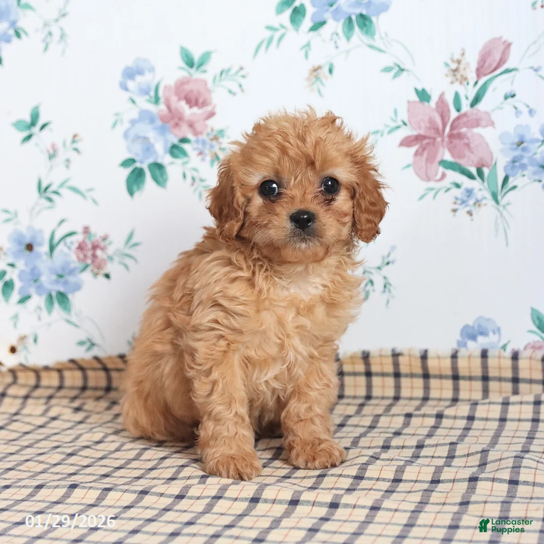 Cavapoo dogs for sale: Pibbles - Ad 3