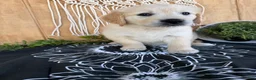 Golden Retriever dogs for sale: Gigi - Ad 15