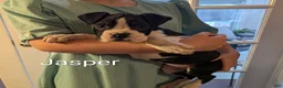 Boxer dogs for sale: Jasper - Ad 1