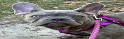 French Bulldog dogs for sale: French Bulldog 2 - Ad 3